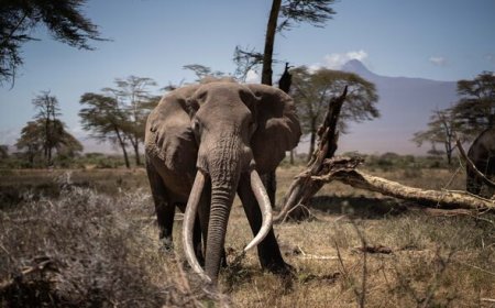 Tourist Killed by Elephant in Pilanesberg National Park